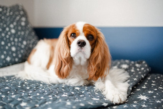 Cavalier King Charles Spaniel
