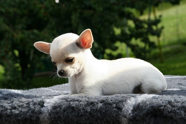 Chihuahua: Wielkie serce w małym ciałku. Poznaj niezwykłego psa-miniaturkę