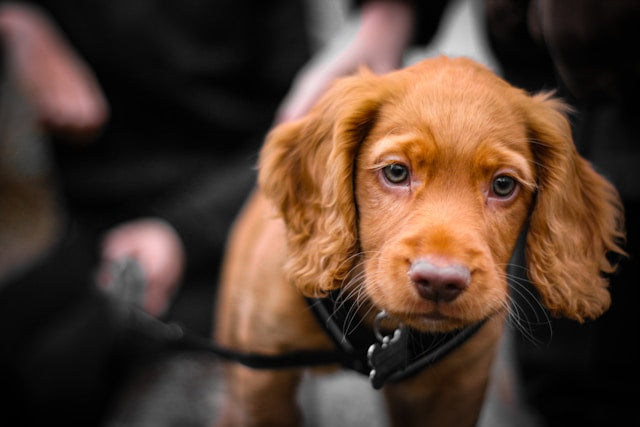 Cocker Spaniel: Radosny towarzysz o wielkim sercu