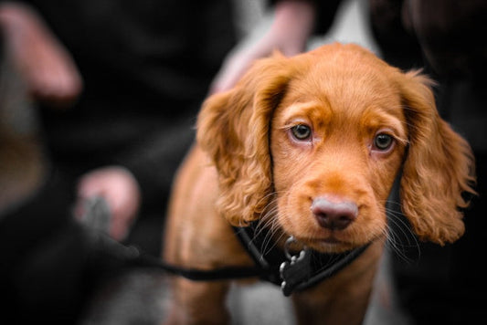 Cocker Spaniel: Radosny towarzysz o wielkim sercu