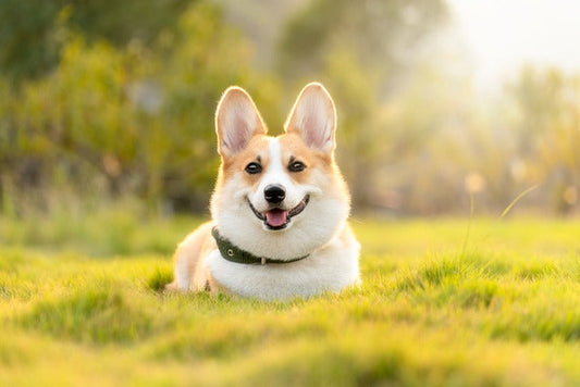 Corgi – wielki duch w małym ciele na krótkich łapkach