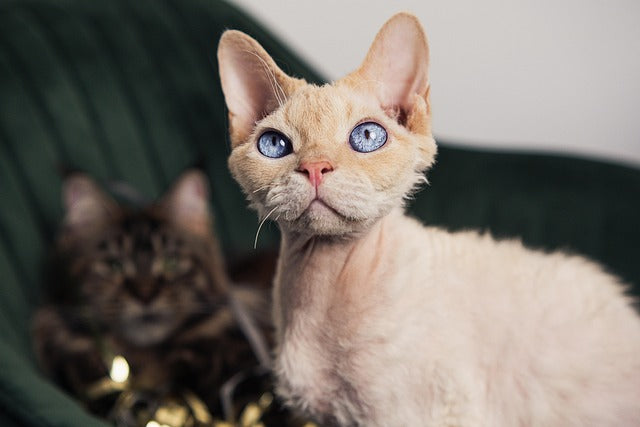 Devon rex – skrzat o anielskich lokach i sercu klauna