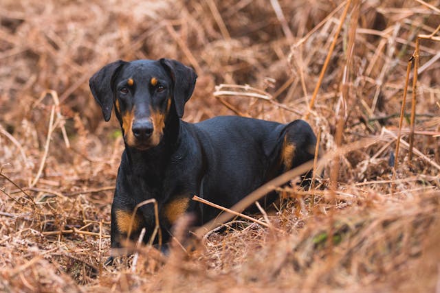 Doberman – elegancki atleta i najwierniejszy stróż Twojej rodziny