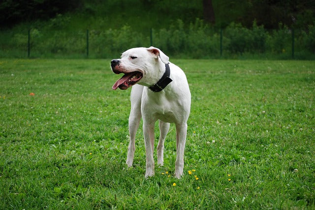 Dog Argentyński – Majestatyczny Obrońca i Czuły Członek Rodziny