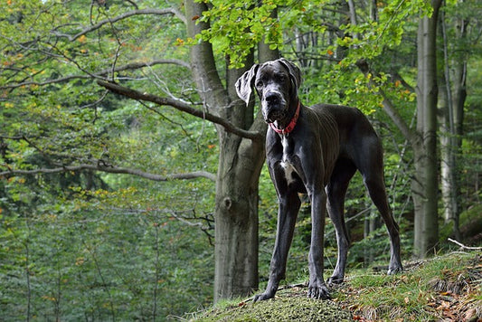 Dog Niemiecki – łagodny olbrzym i „Apollo psich rzędów”.