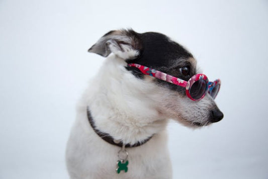 Jack Russell Terrier – charakterystyka, temperament i idealna dieta dla małego wulkanu energii