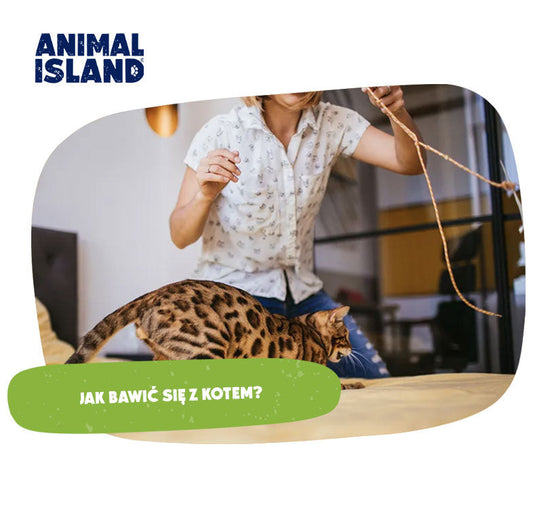 Jak bawić się w kotem