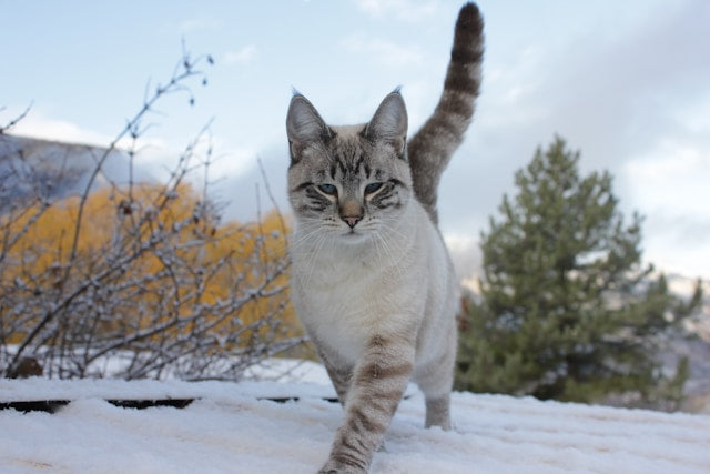 Kot syberyjski – wszystko, co musisz wiedzieć o puchatym przyjacielu z tajgi