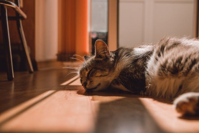 Kot tajski – wszystko, co musisz wiedzieć o "tradycyjnym" syjamie