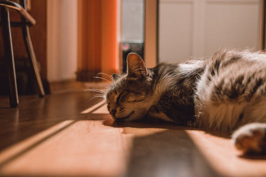 Kot tajski – wszystko, co musisz wiedzieć o "tradycyjnym" syjamie