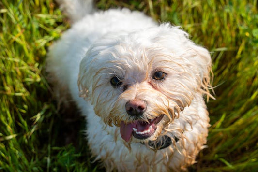 Labradoodle: Inteligentny, radosny i oddany przyjaciel rodziny