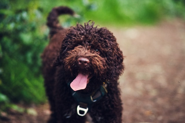 Lagotto Romagnolo – włoski specjalista od trufli i hipoalergiczny towarzysz