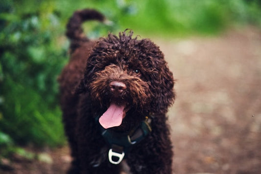 Lagotto Romagnolo – włoski specjalista od trufli i hipoalergiczny towarzysz