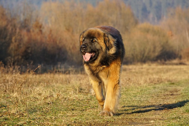 Leonberger – łagodny olbrzym o lwiej grzywie i złotym sercu. Kompletny przewodnik po rasie