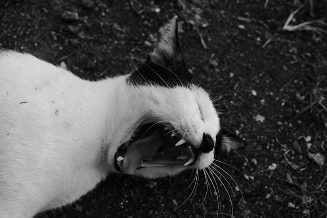 Kot Lykoi – wszystko, co musisz wiedzieć o kocie-wilkołaku