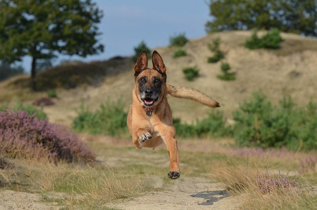 Owczarek Belgijski Malinois – inteligentny atleta i lojalny partner do zadań specjalnych