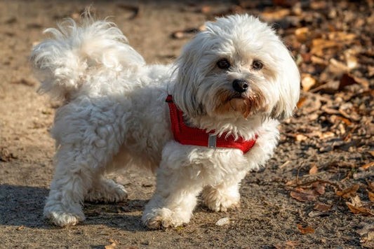 Maltańczyk: Arystokrata o śnieżnobiałej szacie i wielkim sercu