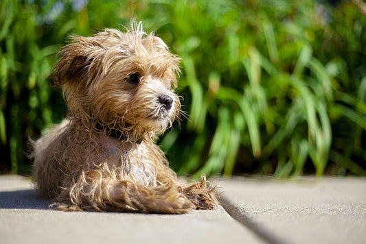 Maltipoo – radosny towarzysz o wyglądzie pluszowego misia. Poznaj potrzeby tej wyjątkowej rasy