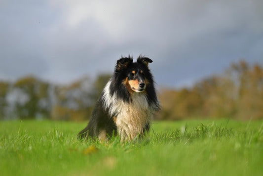Owczarek Szetlandzki (Sheltie) – inteligentny towarzysz o wielkim sercu i pięknej szacie