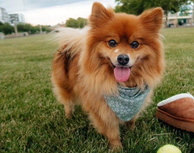 Szpic miniaturowy (Pomeranian): Wielki duch w małym ciele