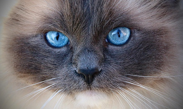 Ragdoll – poznaj anioła w kocim futrze. Wszystko, co musisz wiedzieć o tej rasie!