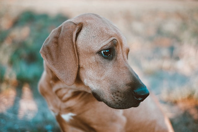Rhodesian Ridgeback – majestatyczny stróż i aktywny partner z afrykańskim rodowodem