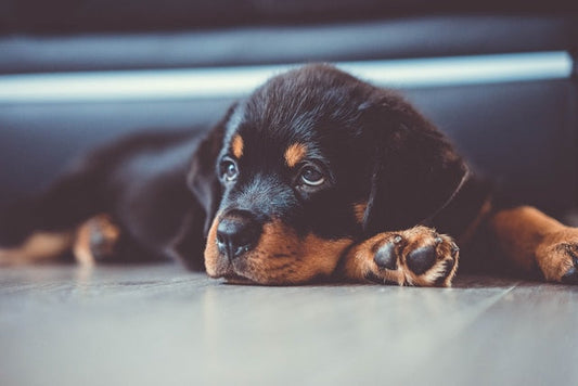 Rottweiler – Siła, Lojalność i Czułe Serce w Jednym. Przewodnik dla Opiekuna