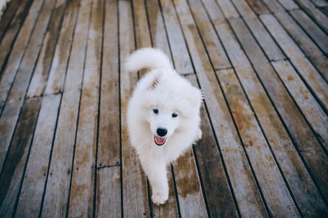 Samoyed - charakterystyka, zdrowie i żywienie uśmiechniętego psa północy