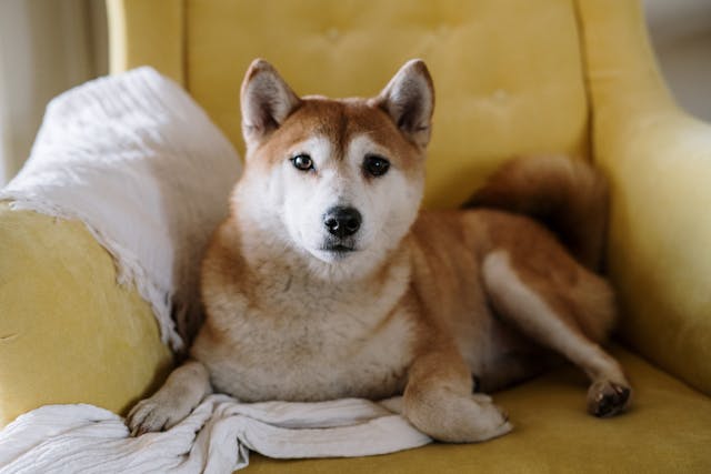Shiba Inu – japoński symbol niezależności i lojalności. Poznaj potrzeby tej pierwotnej rasy