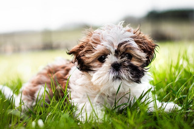 Shih Tzu: Lwie serce i jedwabista sierść