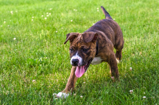 Staffordshire Bull Terrier (Staffik) – muskularny atleta o sercu anioła