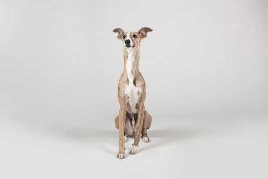 Whippet – elegancki chart idealny do mieszkania i dla biegaczy.