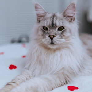 LOVE BOX dla Kota – Saszetki Filecików w Aromatycznym Rosole - Mix Smaków + GRATISY!