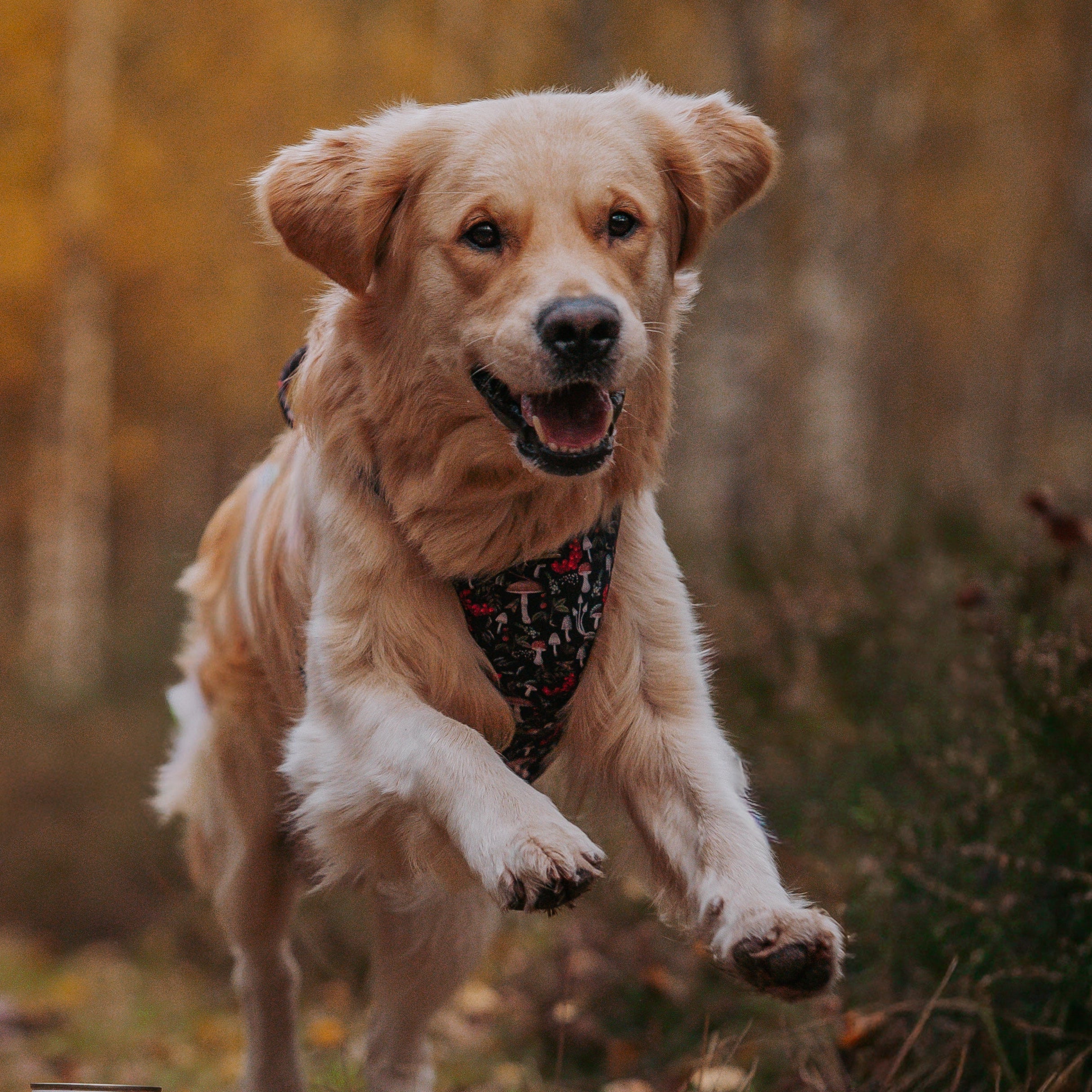 ZESTAW DLA PUPILA- Mix Mięs Everyday + Torba & Talerzyk GRATIS!