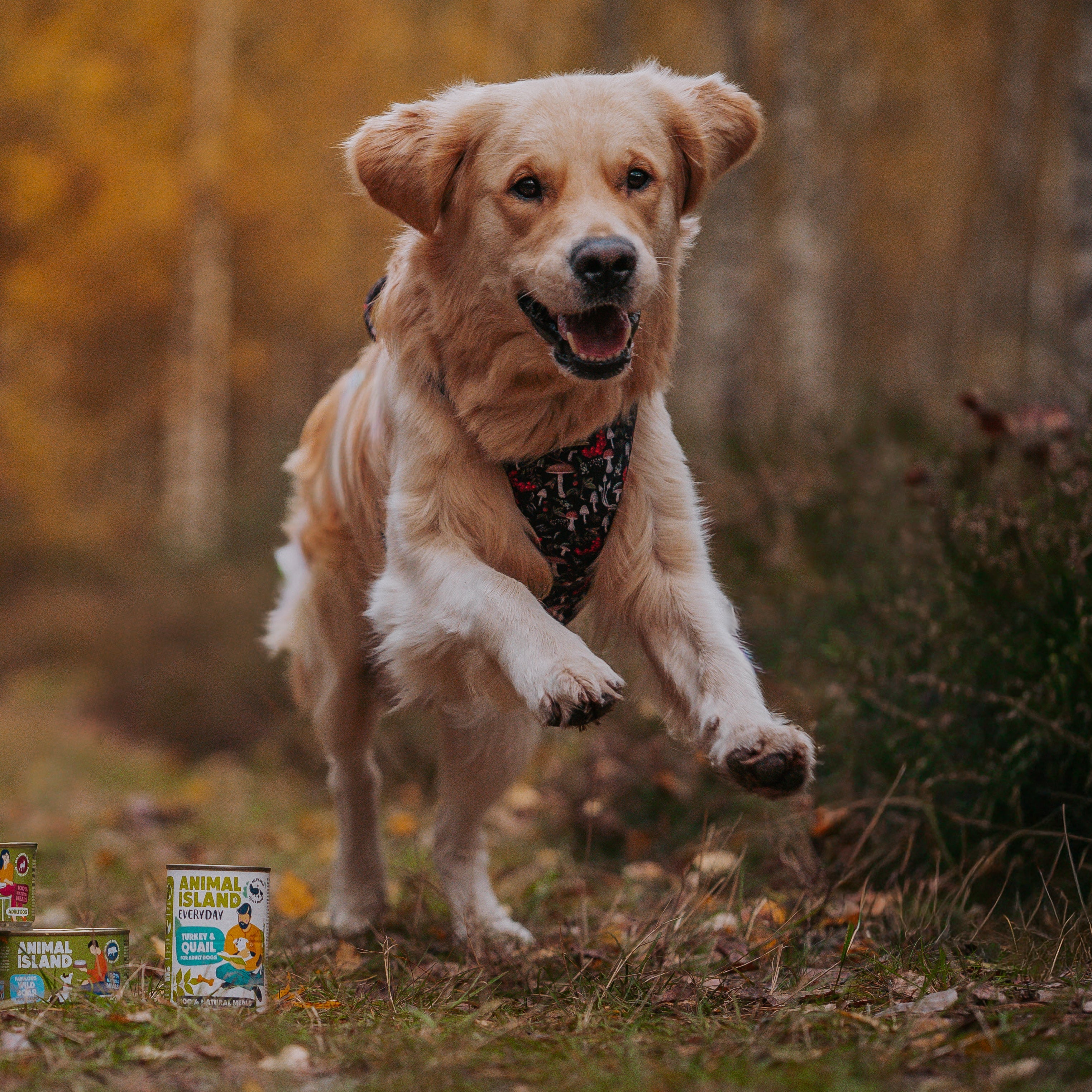 Zestaw Brilliant Beef + Miska GRATIS! | Bezzbożowa karma wołowa 12 kg Animal Island