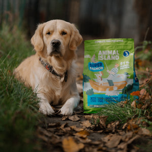 Animal Island Salmon  12 kg – bezzbożowa karma sucha z łososiem dla psów+ zabawka Świnka GRATIS