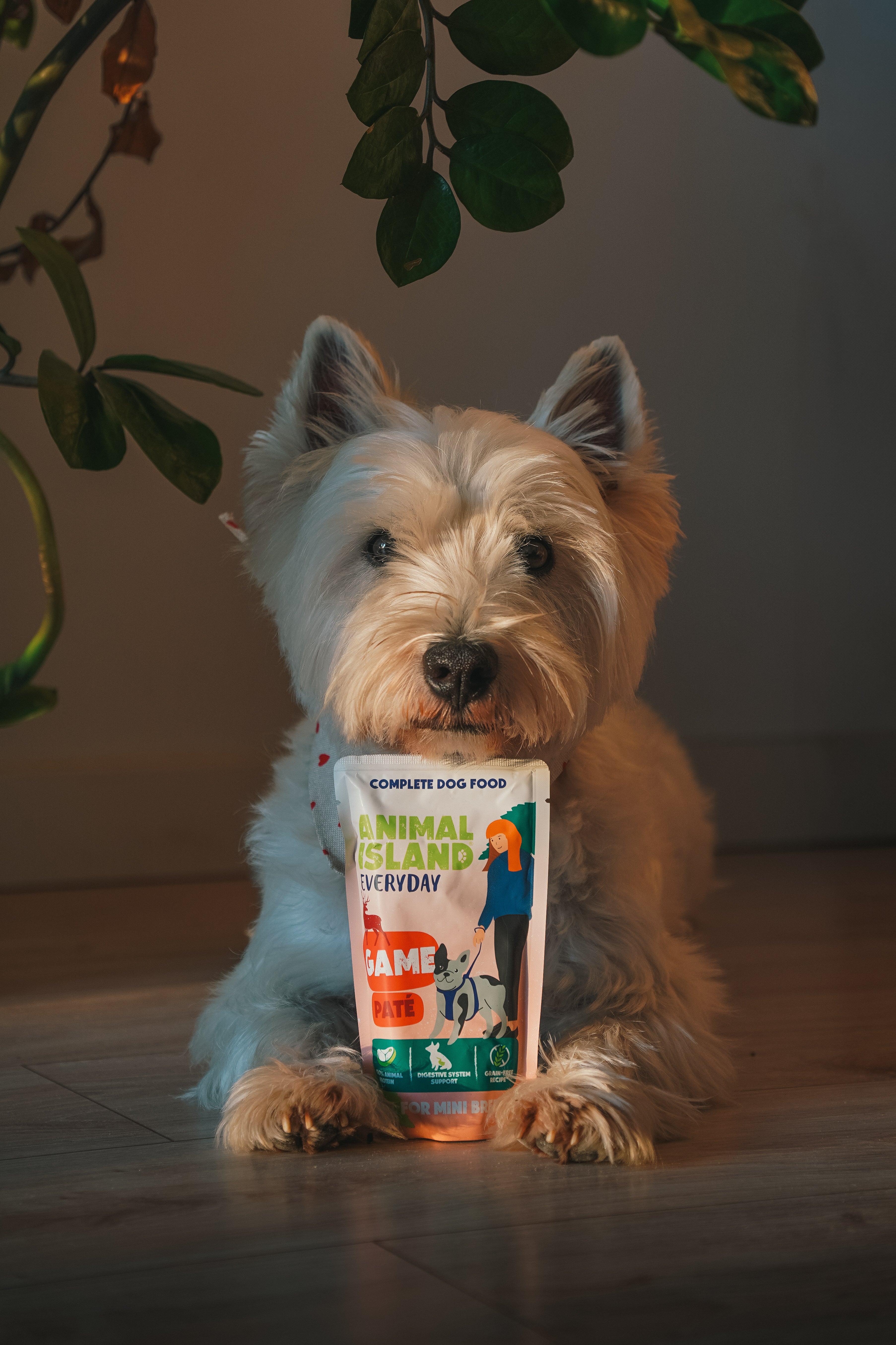 Animal Island Everyday –  10 saszetek Pasztetu z Dziczyzną + Talerzyk GRATIS