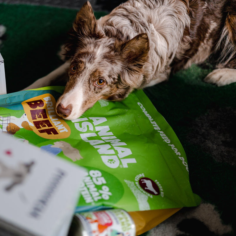 Animal Island Brilliant Beef 12 kg – Bezzbożowa karma dla dorosłych psów + Świeca zapachowa GRATIS