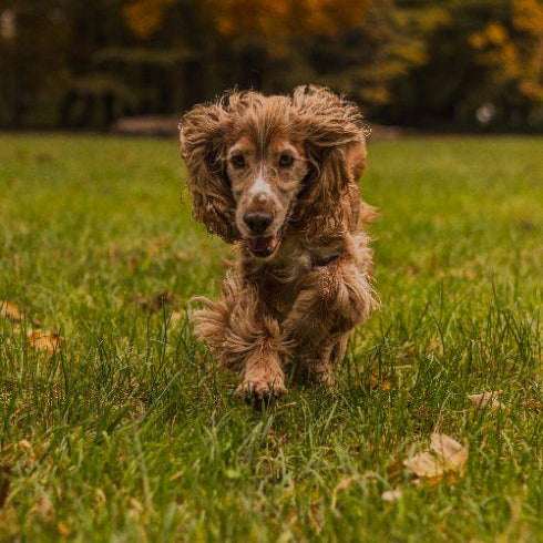 ZESTAW DLA PUPILA-  Pakiet Smaków + Chrupiący GRATIS!