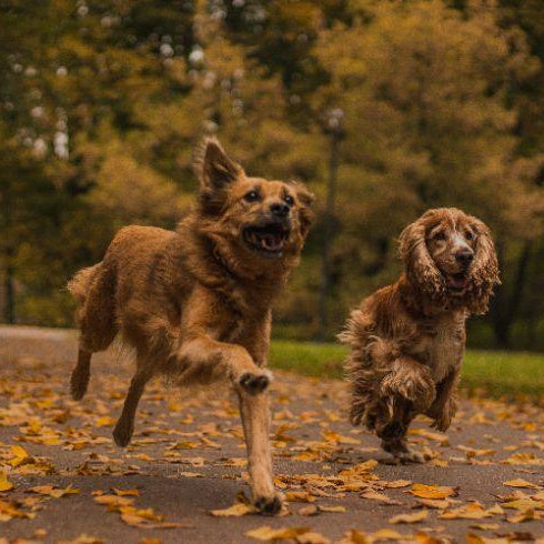 Animal Island Brilliant Beef 12 kg – Bezzbożowa karma dla dorosłych psów + Świeca zapachowa GRATIS