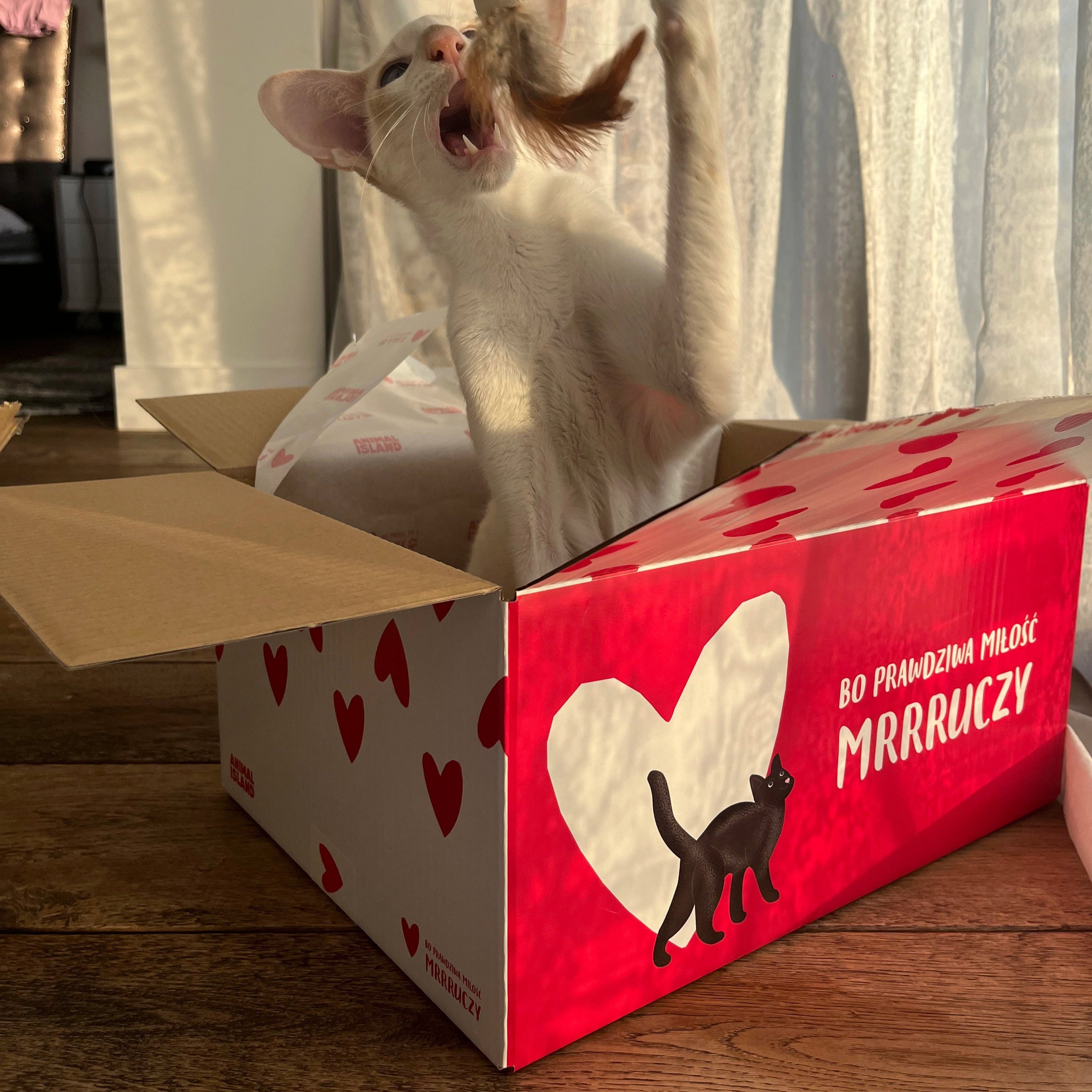 Zestaw LOVE Box dla kota - saszetki w galarecie 2x (12szt Drób /12szt Cielęcina, 48 szt.)