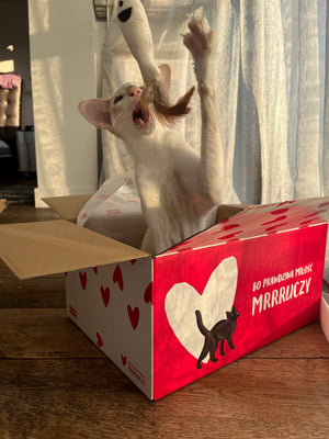Zestaw LOVE Box dla kota - saszetki w galarecie 2x (12szt Drób /12szt Cielęcina, 48 szt.)