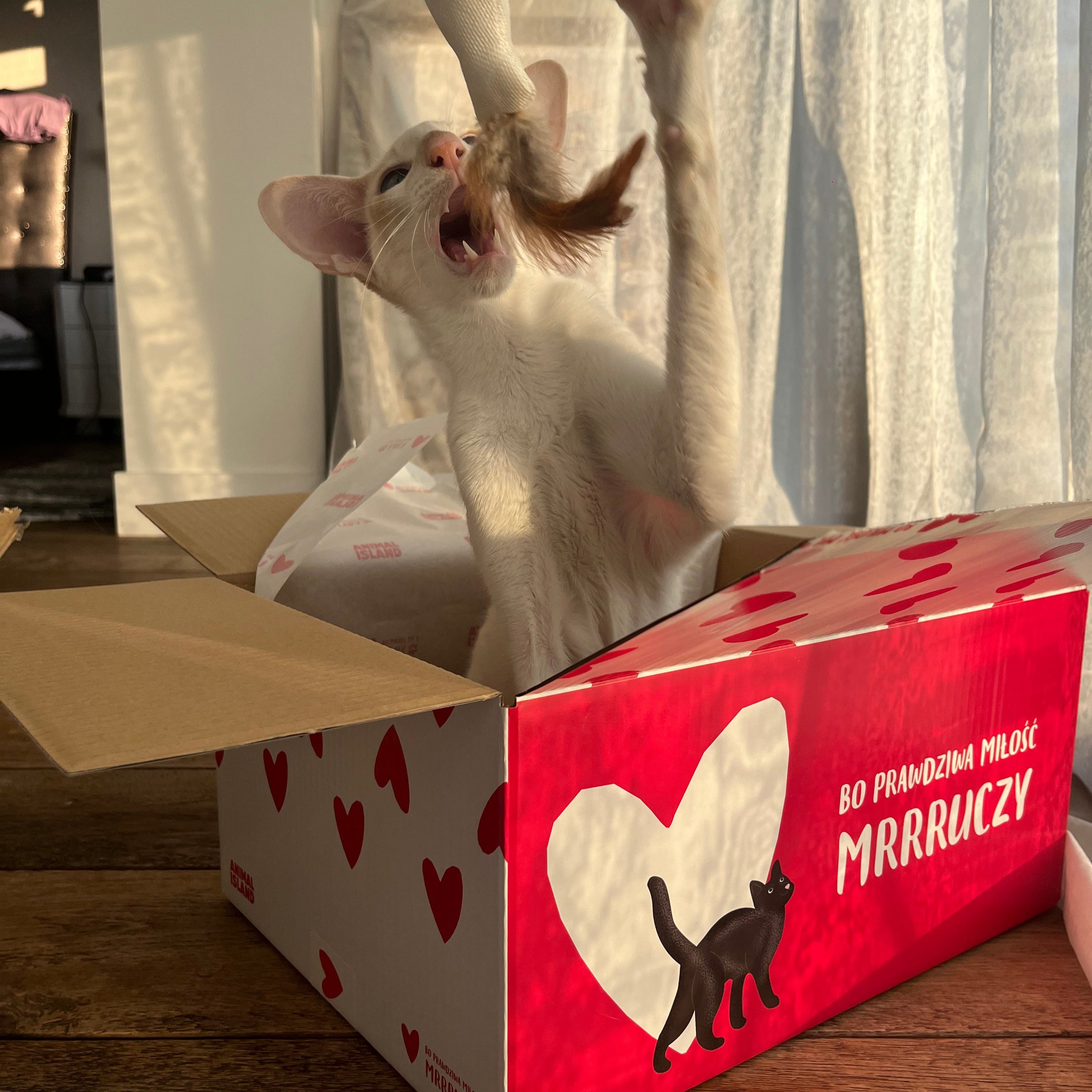 Zestaw LOVE Box dla kota saszetki w rosole 48szt. (indyk/wołowina/kurczak/ryba)
