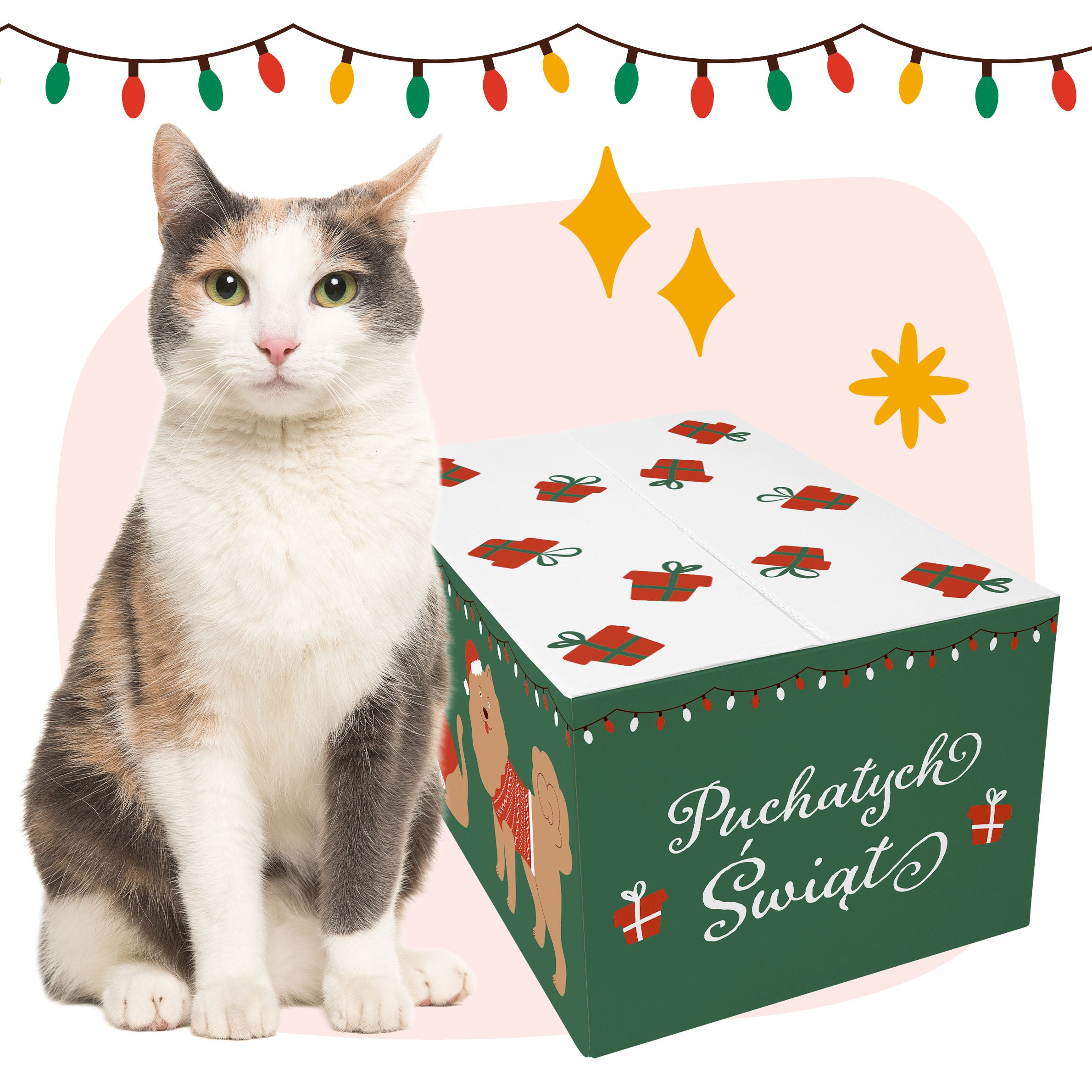 Zielona Gwiazdka Mruczka + PREZENTY!