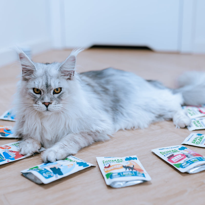 MONOPAK Mokra karma dla kota INDYK 40X85G - fileciki w rosole