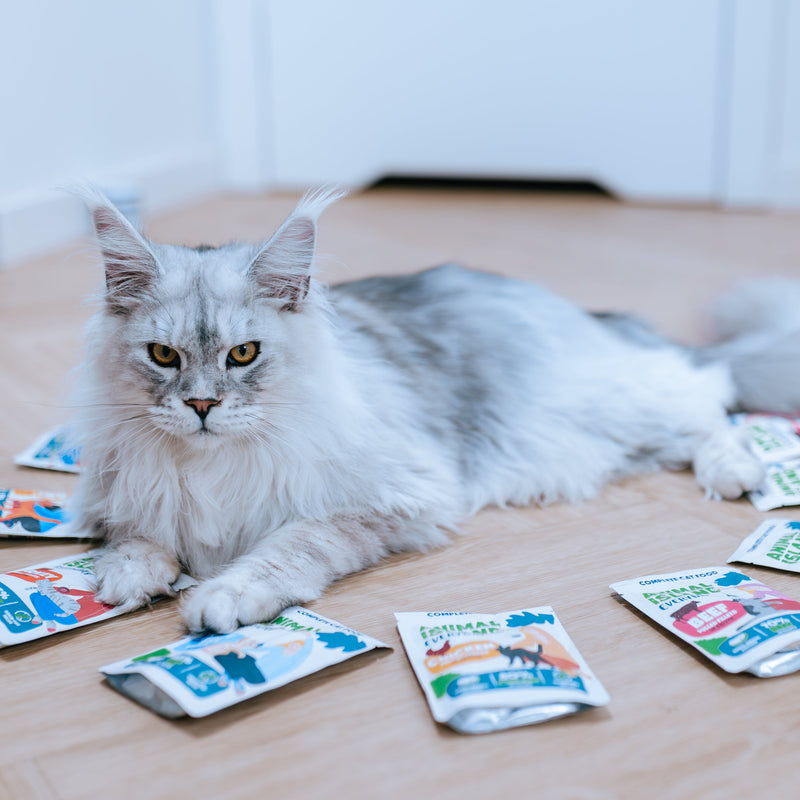 Menu Box Mix - 80x85g  saszetek Animal Island Everyday