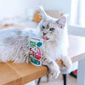 MONOPAK 40x85G  Mokra karma dla kota -  WOŁOWINA - fileciki w rosole