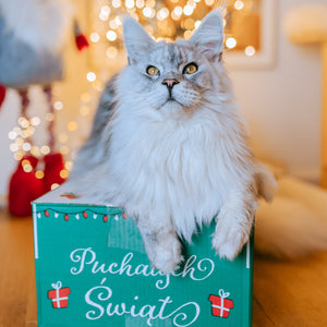 Zielona Gwiazdka Mruczka + PREZENTY!